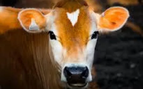 calf