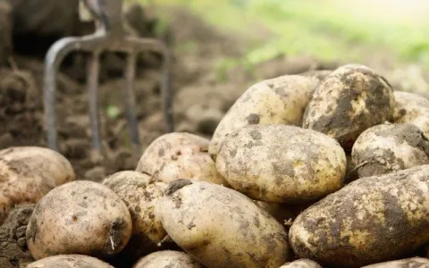potato
