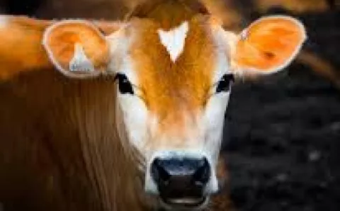 calf