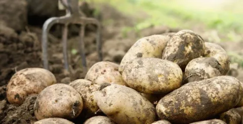 potato